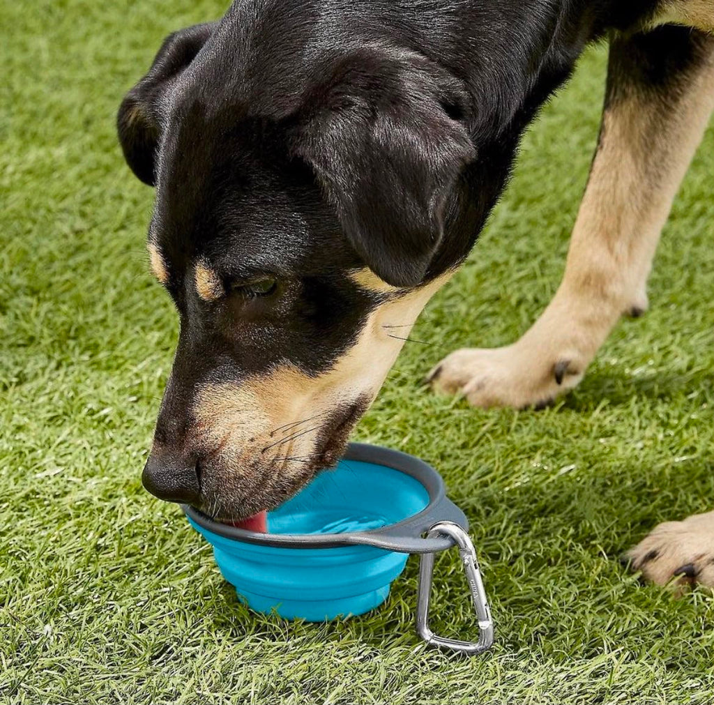 ZRO Fold Bowl™️ | Portable Pet Travel Bowl