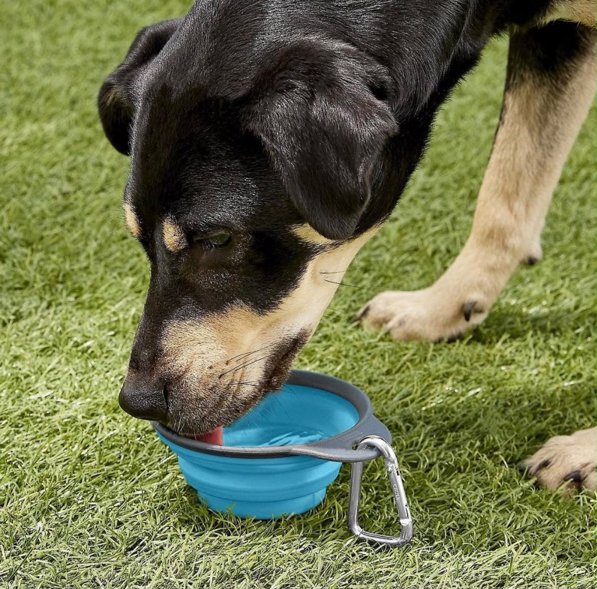 ZRO Fold Bowl™️ | Portable Pet Travel Bowl